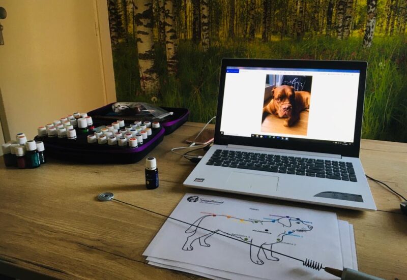 biotensor consult hond